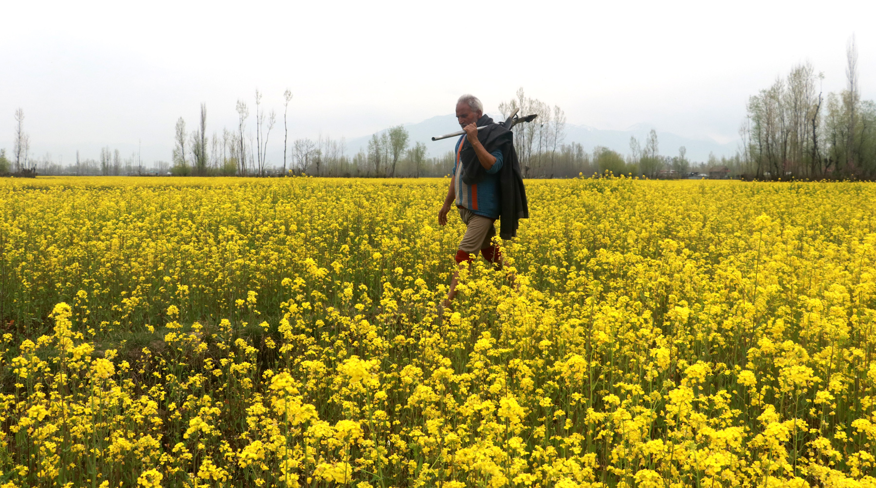 In Footage: Mustard Blooms Paint Landscapes Yellow In Kashmir; Sign Onset of Spring